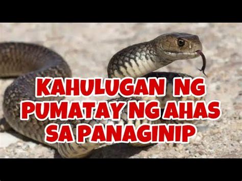 ahas sa panaginip|Panaginip na Pumatay ng Ahas: Kahulugan & Interpretasyon.